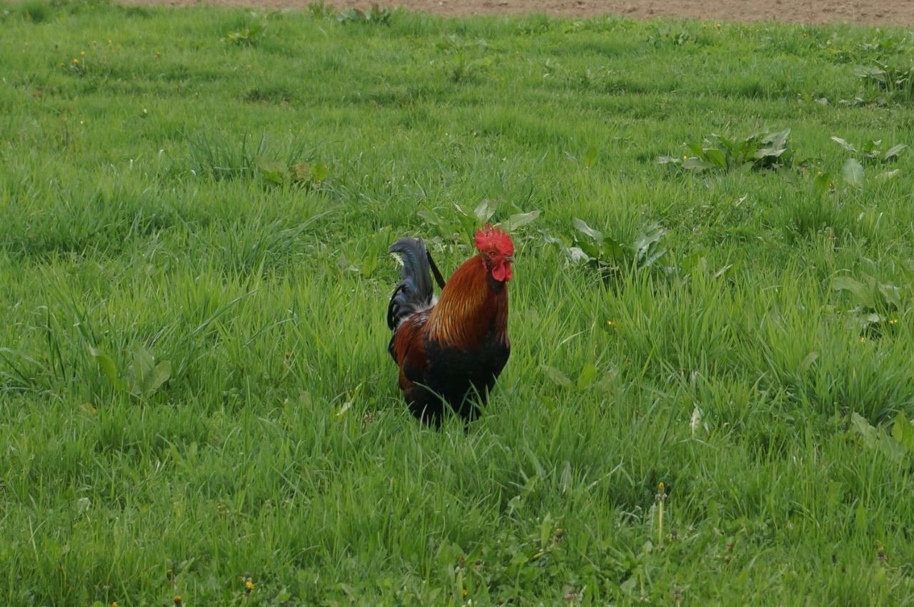 Pokoje ロジヌフ エクステリア 写真
